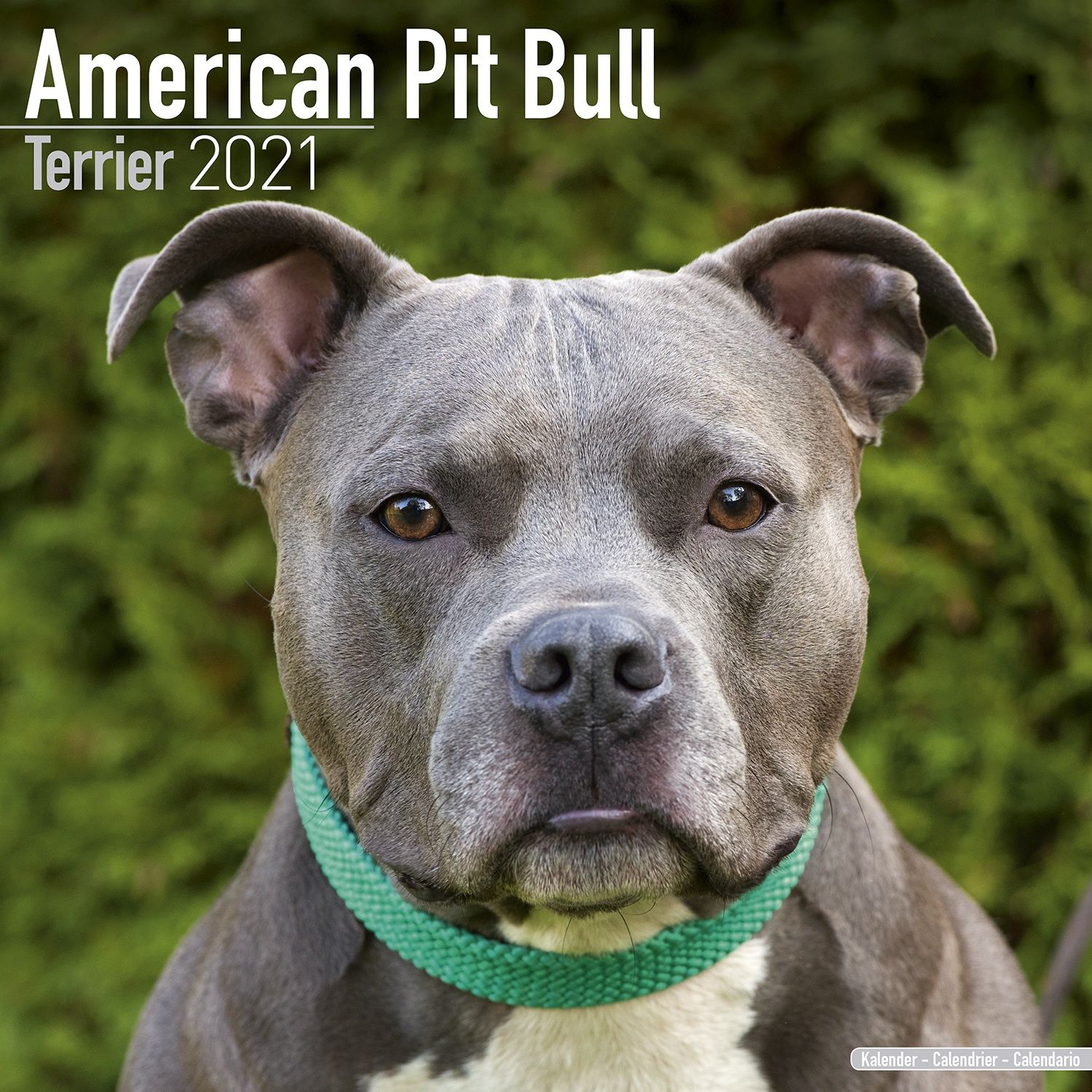 American Pit Bull Terrier Calendar, Dog Breed Pet Prints Inc